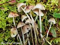 Mycena viscosa-amf1344